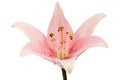 Flower of pink lily, isolated on white background Royalty Free Stock Photo