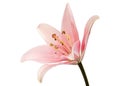 Flower of pink lily, isolated on white background Royalty Free Stock Photo