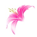 Flower pink lily vector