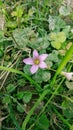 Flower with Pink lines in petels Royalty Free Stock Photo