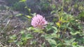 Flower pink of lucerne Royalty Free Stock Photo