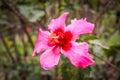 Flower pink macro