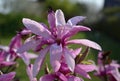 Magnolia susan shrub blooming pink-violet in April solitary shrub used in gardens and parks loebneri Royalty Free Stock Photo