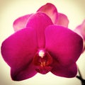 Flower of pink orchid phalaenopsis on a light background close-up, square, for the Instragram Royalty Free Stock Photo