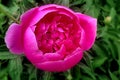 Flower of a pink peony on a background of green leaves Royalty Free Stock Photo
