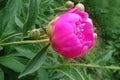 Flower of a pink peony on a background of green leaves Royalty Free Stock Photo