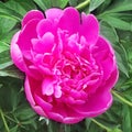 Flower of a pink peony on a background of green leaves Royalty Free Stock Photo