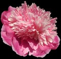 flower pink peony isolated on black background. No shadows with clipping path. Close-up Royalty Free Stock Photo