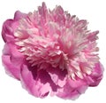 flower pink peony isolated on a white background. No shadows with clipping path. Close-up. Royalty Free Stock Photo