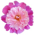 Flower  pink  peony  isolated on a white background. No shadows with clipping path. Close-up. Royalty Free Stock Photo