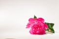 Flower pink peony on a white background Royalty Free Stock Photo