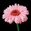 Flower pink red calendula, isolated on a black background. Close-up.