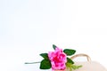 Flower pink rose on the brown paper bag isolated on the white b Royalty Free Stock Photo