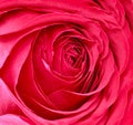 Flower pink rose. Flower background. Macro. Royalty Free Stock Photo