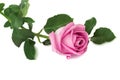 Flower pink rose with leaves on a white background. Royalty Free Stock Photo