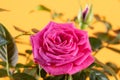 Flower of pink roses on orange background Royalty Free Stock Photo