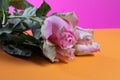 Flower of pink roses on orange and pink background Royalty Free Stock Photo