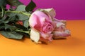 Flower of pink roses on orange and pink background Royalty Free Stock Photo