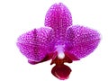 Flower pink spotted orchids isolated on a white background on a spring day tropical garden Royalty Free Stock Photo
