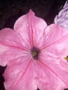Flower pink star