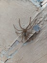 spider on the wall waiiting food Royalty Free Stock Photo