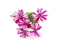 Flower pink verbena