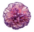 Flower Pink-violet-pearl carnation on a white isolated background with clipping path. Closeup. No shadows. For design. Royalty Free Stock Photo