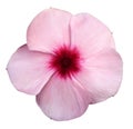 Flower pink violets. White isolated background with clipping path. Closeup. no shadows. Royalty Free Stock Photo