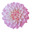 Flower pink white dahlia isolated on white background. Close-up. Element of design. Royalty Free Stock Photo