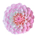 Flower pink white dahlia isolated on white background. Close-up. Element of design. Royalty Free Stock Photo