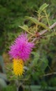 Flower with pink and yellow colured strands