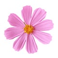 Flower pink yellow cosmos mexican aster, isolated on a white background. Close-up. Royalty Free Stock Photo
