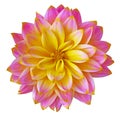 Flower pink yellow dahlia isolated on white background. Close-up. Macro. Element of design Royalty Free Stock Photo