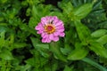 Flower pink ziniya with a garden in the village. Summer landscape