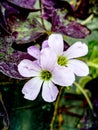 violet flower of oxalis plant butterfly flower in small garden