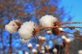 Flower with a pins under the snow against blue sky Royalty Free Stock Photo