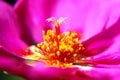 Closeup of flower pistil Royalty Free Stock Photo