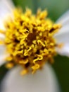 Flower pistil closeup