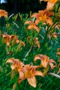 Flower and pistil of Hemerocalle orange on a green background