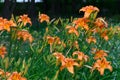 Flower and pistil of Hemerocalle orange on a green background