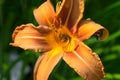 Flower and pistil of Hemerocalle orange on a green background