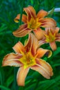 Flower and pistil of Hemerocalle orange on a green background