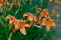 Flower and pistil of Hemerocalle orange on a green background