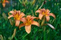 Flower and pistil of Hemerocalle orange on a green background