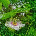 flower pistil of Passiflora foetida in the Bangka Belitung islands