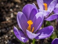 Flower pistils crocus springtime image