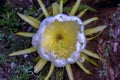Flower of the pitaya -dragon fruit- cactus