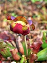 Flower of Pitcher plant Sarracenia psittacina parrot pitcher plant with soft selective focus and macro image Royalty Free Stock Photo