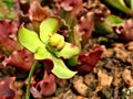 Flower of Pitcher plant Sarracenia psittacina parrot pitcher plant with soft selective focus and macro image Royalty Free Stock Photo