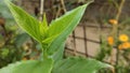 Flower plant of Assam, Harshingar, Nyctanthes road tristis.